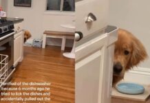 Golden Retriever Is Scared of the Dishwasher for a Very Valid Reason Golden Retriever Is Scared of the Dishwasher for a Very Valid Reason