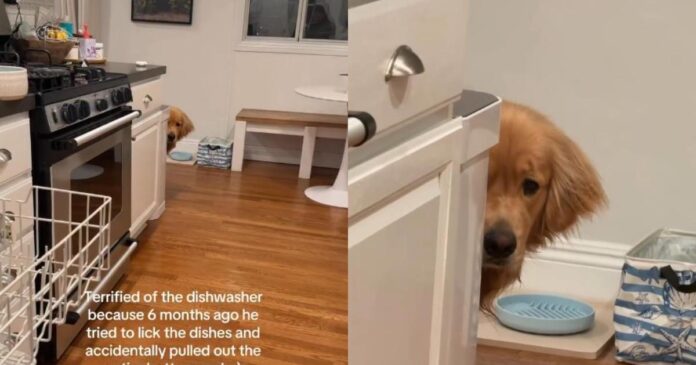 Golden Retriever Is Scared of the Dishwasher for a Very Valid Reason