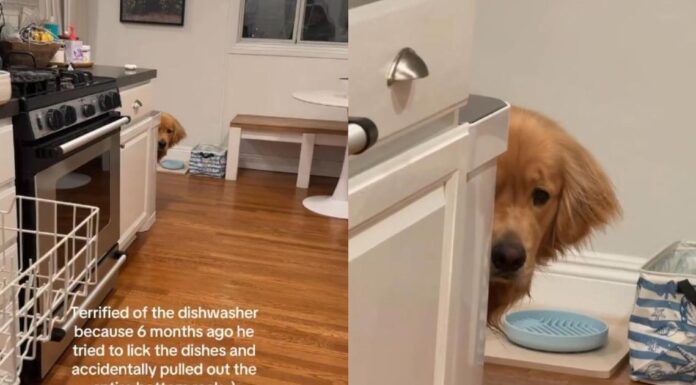 Golden Retriever Is Scared of the Dishwasher for a Very Valid Reason Golden Retriever Is Scared of the Dishwasher for a Very Valid Reason