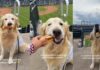Golden Retriever Is Shocked After the Unexpected Happens at Baseball Game Golden Retriever Is Shocked After the Unexpected Happens at Baseball Game