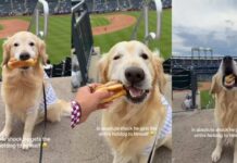Golden Retriever Is Shocked After the Unexpected Happens at Baseball Game Golden Retriever Is Shocked After the Unexpected Happens at Baseball Game