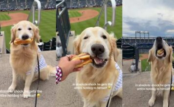 Golden Retriever Is Shocked After the Unexpected Happens at Baseball Game Golden Retriever Is Shocked After the Unexpected Happens at Baseball Game