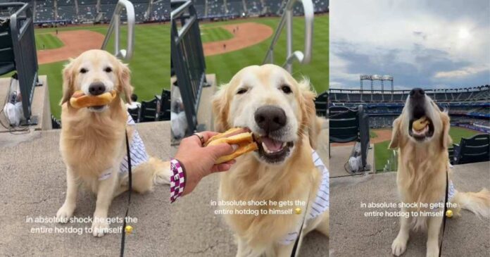 Golden Retriever Is Shocked After the Unexpected Happens at Baseball Game