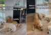 Golden Retriever Love for ‘Non-Cuddly’ Sibling Comes With a Catch Golden Retriever Love for 'Non-Cuddly' Sibling Comes With a Catch