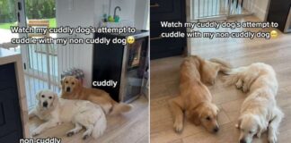Golden Retriever Love for ‘Non-Cuddly’ Sibling Comes With a Catch Golden Retriever Love for 'Non-Cuddly' Sibling Comes With a Catch