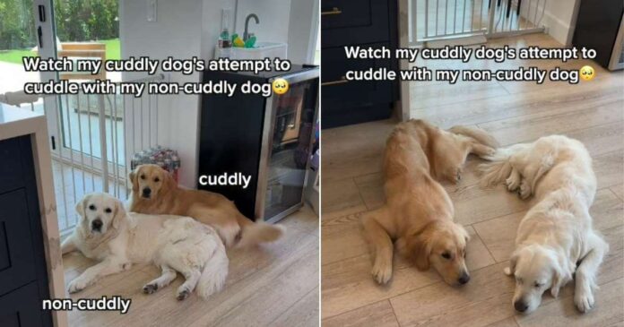 Golden Retriever Love for 'Non-Cuddly' Sibling Comes With a Catch