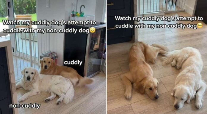 Golden Retriever Love for ‘Non-Cuddly’ Sibling Comes With a Catch Golden Retriever Love for 'Non-Cuddly' Sibling Comes With a Catch