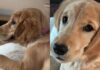 Golden Retriever Puppy’s Ears Are Always Wet for a Peculiar Reason Golden Retriever Puppy’s Ears Are Always Wet for a Peculiar Reason