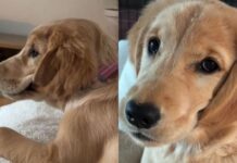 Golden Retriever Puppy’s Ears Are Always Wet for a Peculiar Reason Golden Retriever Puppy’s Ears Are Always Wet for a Peculiar Reason