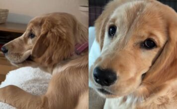 Golden Retriever Puppy’s Ears Are Always Wet for a Peculiar Reason Golden Retriever Puppy’s Ears Are Always Wet for a Peculiar Reason
