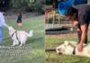 Golden Retriever Won’t Leave Anyone at the Park Without Getting Pets Golden Retriever Won’t Leave Anyone at the Park Without Getting Pets