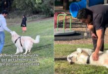 Golden Retriever Won’t Leave Anyone at the Park Without Getting Pets Golden Retriever Won’t Leave Anyone at the Park Without Getting Pets