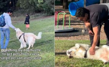 Golden Retriever Won’t Leave Anyone at the Park Without Getting Pets Golden Retriever Won’t Leave Anyone at the Park Without Getting Pets