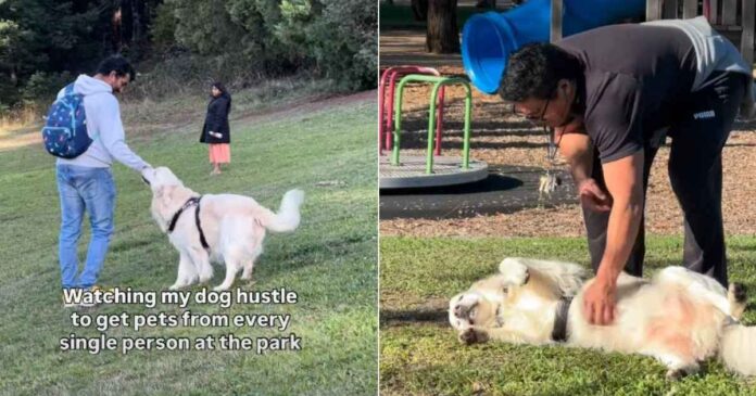 Golden Retriever Won’t Leave Anyone at the Park Without Getting Pets