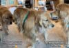 Golden Retriever’s ‘Stealth Mission’ Fails After Furry Sibling Interrupts With a Kiss Golden Retriever’s 'Stealth Mission' Fails After Furry Sibling Interrupts With a Kiss