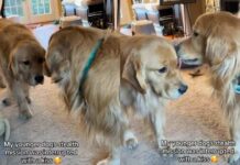Golden Retriever’s ‘Stealth Mission’ Fails After Furry Sibling Interrupts With a Kiss Golden Retriever’s 'Stealth Mission' Fails After Furry Sibling Interrupts With a Kiss