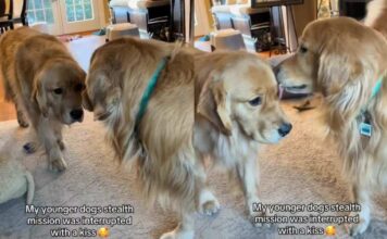 Golden Retriever’s ‘Stealth Mission’ Fails After Furry Sibling Interrupts With a Kiss Golden Retriever’s 'Stealth Mission' Fails After Furry Sibling Interrupts With a Kiss