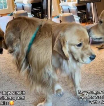 Golden Retriever’s ‘Stealth Mission’ Fails After Furry Sibling Interrupts With a Kiss Golden Retriever’s 'Stealth Mission' Fails After Furry Sibling Interrupts With a Kiss