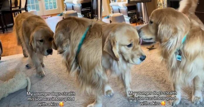 Golden Retriever’s 'Stealth Mission' Fails After Furry Sibling Interrupts With a Kiss