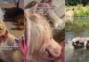 Human’s Chance Meeting With Shelter Dog Leads to Beautiful Foster Fail Story Human’s Chance Meeting With Shelter Dog Leads to Beautiful Foster Fail Story