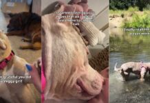Human’s Chance Meeting With Shelter Dog Leads to Beautiful Foster Fail Story Human’s Chance Meeting With Shelter Dog Leads to Beautiful Foster Fail Story