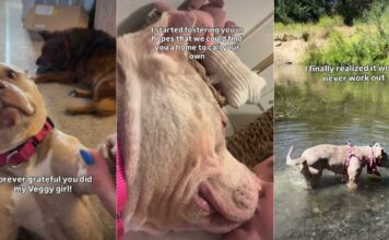 Human’s Chance Meeting With Shelter Dog Leads to Beautiful Foster Fail Story Human’s Chance Meeting With Shelter Dog Leads to Beautiful Foster Fail Story