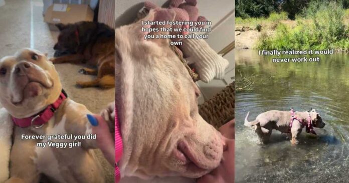 Human’s Chance Meeting With Shelter Dog Leads to Beautiful Foster Fail Story