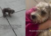 Injured Puppy Found on the Street Gets a Second Chance at Life Injured Puppy Found on the Street Gets a Second Chance at Life