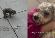 Injured Puppy Found on the Street Gets a Second Chance at Life Injured Puppy Found on the Street Gets a Second Chance at Life