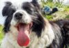 Is Your Dog Getting Enough Water? What Most Pet Parents Get Wrong About Summer Hydration Is Your Dog Getting Enough Water? What Most Pet Parents Get Wrong About Summer Hydration