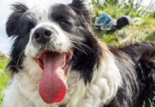 Is Your Dog Getting Enough Water? What Most Pet Parents Get Wrong About Summer Hydration Is Your Dog Getting Enough Water? What Most Pet Parents Get Wrong About Summer Hydration