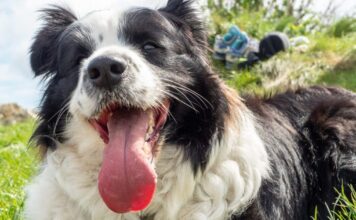 Is Your Dog Getting Enough Water? What Most Pet Parents Get Wrong About Summer Hydration Is Your Dog Getting Enough Water? What Most Pet Parents Get Wrong About Summer Hydration