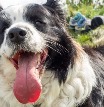 Is Your Dog Getting Enough Water? What Most Pet Parents Get Wrong About Summer Hydration Is Your Dog Getting Enough Water? What Most Pet Parents Get Wrong About Summer Hydration