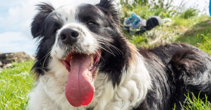 Is-Your-Dog-Getting-Enough-Water-What-Most-Pet-Parents.jpg Is Your Dog Getting Enough Water? What Most Pet Parents Get Wrong About Summer Hydration