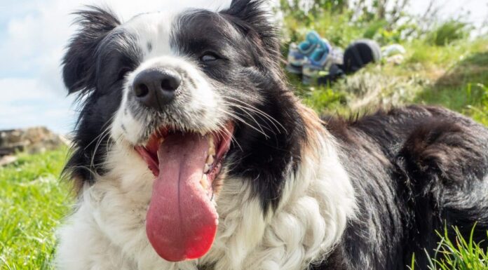 Is Your Dog Getting Enough Water? What Most Pet Parents Get Wrong About Summer Hydration Is Your Dog Getting Enough Water? What Most Pet Parents Get Wrong About Summer Hydration