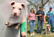 It Took A Very Big Village To Give Dozer His Happy Ending, But The Hero VIP Club Came Through It Took A Very Big Village To Give Dozer His Happy Ending, But The Hero VIP Club Came Through