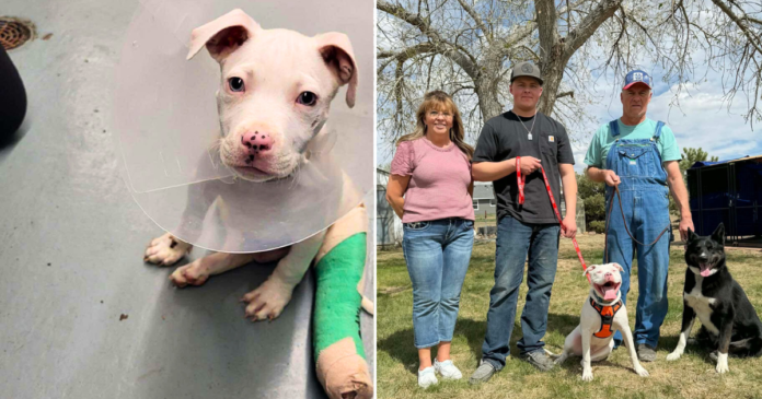 It Took A Very Big Village To Give Dozer His Happy Ending, But The Hero VIP Club Came Through