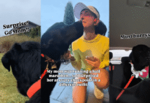 Labrador Gets His Own Time To Shine at Mom’s Marathon Labrador Gets His Own Time To Shine at Mom’s Marathon