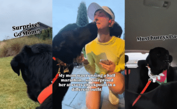 Labrador Gets His Own Time To Shine at Mom’s Marathon Labrador Gets His Own Time To Shine at Mom’s Marathon