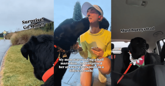 Labrador Gets His Own Time To Shine at Mom’s Marathon