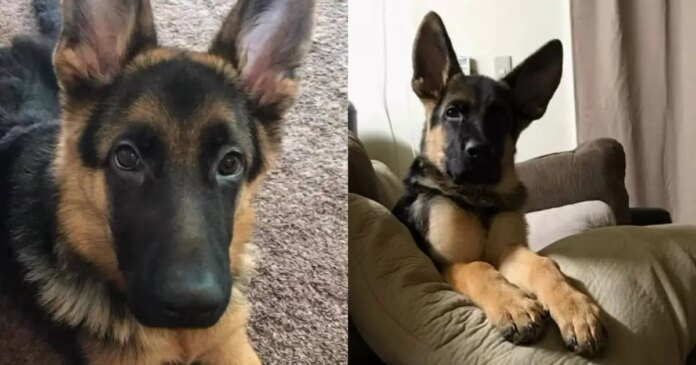 Owner Grieves Late Dog by Holding Cherished Memories Close