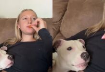 Rescue Dog Snacking on Doritos With Mom Is Healing the Internet Rescue Dog Snacking on Doritos With Mom Is Healing the Internet