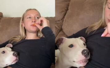 Rescue Dog Snacking on Doritos With Mom Is Healing the Internet Rescue Dog Snacking on Doritos With Mom Is Healing the Internet