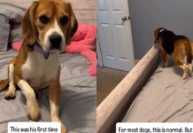 Rescue Dog With Traumatic Past Experiences a Bed for the First Time Rescue Dog With Traumatic Past Experiences a Bed for the First Time