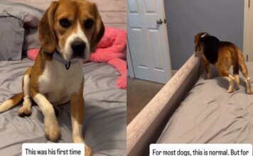 Rescue Dog With Traumatic Past Experiences a Bed for the First Time Rescue Dog With Traumatic Past Experiences a Bed for the First Time