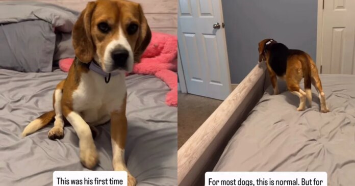 Rescue Dog With Traumatic Past Experiences a Bed for the First Time