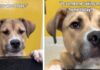 Shelter Dog Hears Day After Day That Nobody’s Taking Him Home & Still Never Loses Hope Shelter Dog Hears Day After Day That Nobody’s Taking Him Home & Still Never Loses Hope