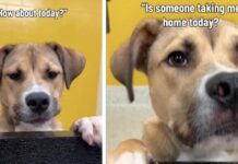 Shelter Dog Hears Day After Day That Nobody’s Taking Him Home & Still Never Loses Hope Shelter Dog Hears Day After Day That Nobody’s Taking Him Home & Still Never Loses Hope