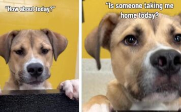 Shelter Dog Hears Day After Day That Nobody’s Taking Him Home & Still Never Loses Hope Shelter Dog Hears Day After Day That Nobody’s Taking Him Home & Still Never Loses Hope