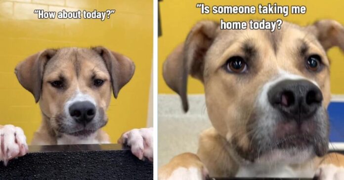 Shelter Dog Hears Day After Day That Nobody’s Taking Him Home & Still Never Loses Hope